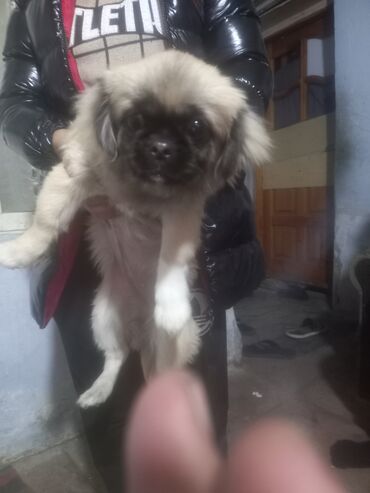 it bazari 2019: Pekines, 11 ay, Dişi, Ünvandan götürmə