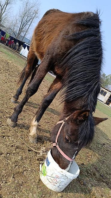 Лошади, кони: Продаю | Жеребенок | Полукровка — 1