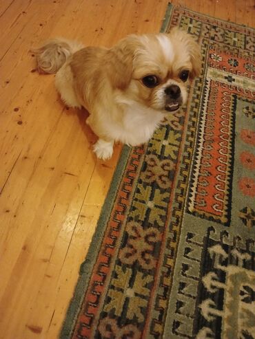 İtlər: Pekines, 6 ay, Erkek, Ödənişli çatdırılma