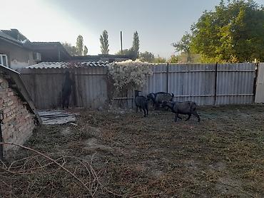 кози: Продаю | Коза (самка) | На забой — 3
