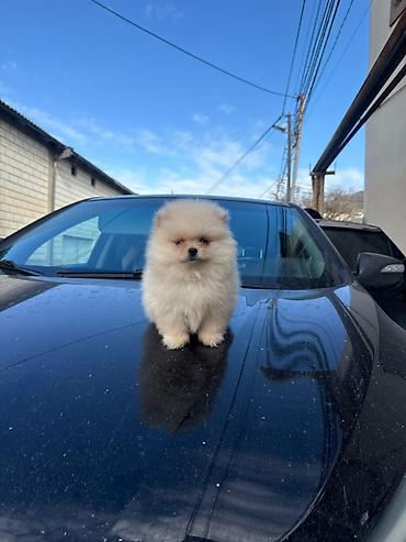 pomeranian şpitz: Pomeranian (Spitz) balası – krem/ağ rəngli, tükləri çox sıx və yumşaq — 1