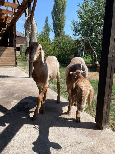 эшек жаныбар: Продаю | Ягненок