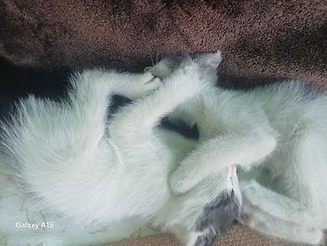 продаю котят бишкек: Котята — домашние любимцы Описание: - Милые котята разной окраски — 7