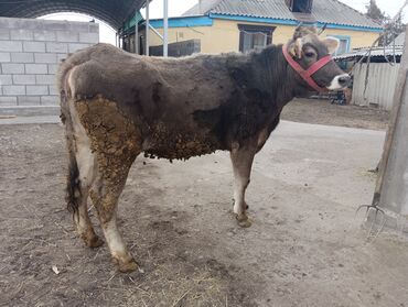 Коровы, быки: Продаю | Корова (самка) | Для молока | После отела — 18