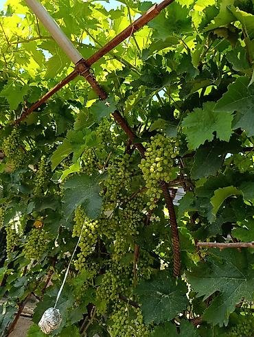 Продажа коттеджей и домов: Срочно продаётся дом в Чуйской области, г. Каинда по ул. Джуматаева — 17