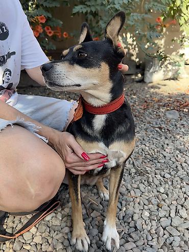 Отдам даром собаку: Собака даром: Дворняжка, 2 года, Самка, С прививкой — 4