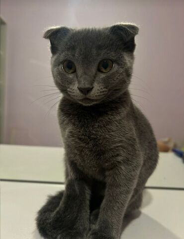 кошки на продажу: Şotland yastı qulaq, Dişi, Yaxşı əllərə, Ünvandan götürmə, Ödənişli çatdırılma