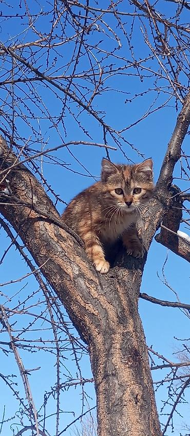 Продажа кошек: Котята красатули 2,5 мес.К лотку приучены.На фото — помёт из 5 малышей — 11