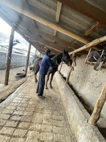 Лошади, кони: Продаю | Кобыла (самка) | Рабочий — 4