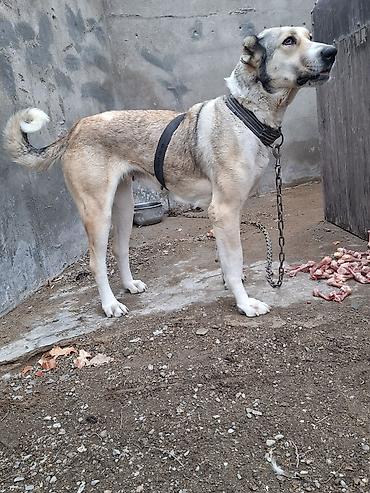 İtlər: Qurdbasar, 2 il, Dişi, Ünvandan götürmə -da lalafo.az — 8 İtlər: Qurdbasar, 2 il, Dişi, Ünvandan götürmə — 8