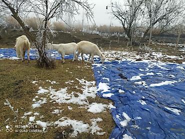 Keçilər, çəpişlər: Sistemləri Saanen keçiləri temiz saf qan keçiləri.iki dişi bir teke — 9
