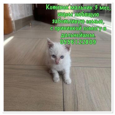 отдам щенка в хорошие руки бесплатно: Кошка даром: Беспородная, 3 месяца, Мальчик, Приучена к лотку, Проглистована