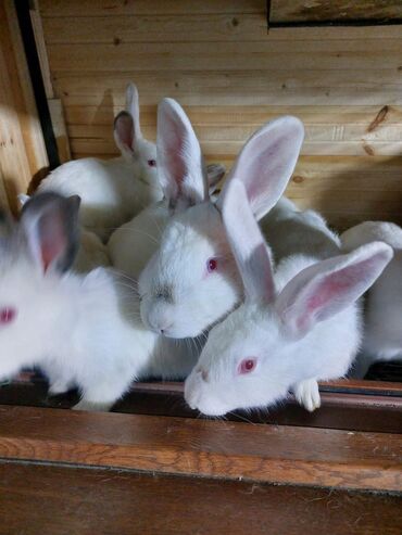 Gəmiricilər: 10azndan - 20azna qədər qiymetler deyişir Diri çəkiləri 1kq -3kq -da lalafo.az — 7 Gəmiricilər: 10azndan - 20azna qədər qiymetler deyişir Diri çəkiləri 1kq -3kq — 7