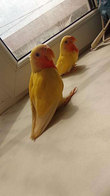 lutino: Növ: Sevgili (Lovebird) – Lutino rəng mutasiyası bala quşlar satılır — 1
