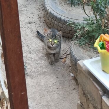 донской сфинкс кошка: Отдам в хорошие руки домашние котята классического тигрового окраса