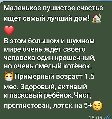 Мышыктар: Ищем дом для милахи!. Котёнок/мальчик/, окраса серый с белыми — 3
