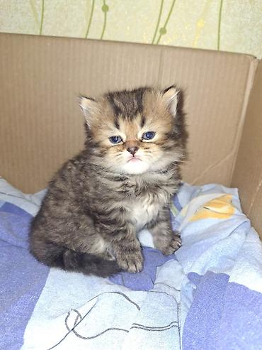 Pişiklər: Britan — 12