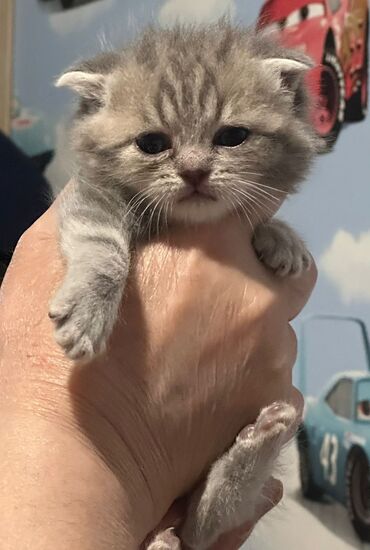 pişik cütləşdirilir: Şinşilla, Erkək, Dişi, Ünvandan götürmə