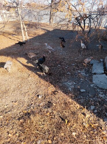 Куры, петухи: Продаю | Петух | Дакан, Бойцовая | Для разведения, Для боев — 6