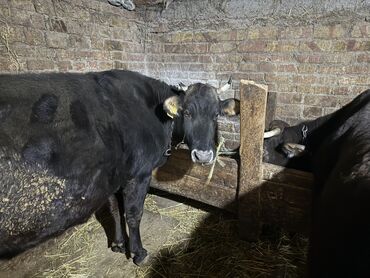 Коровы, быки: Продаю | Бык (самец) | На откорм | Привязанные — 2