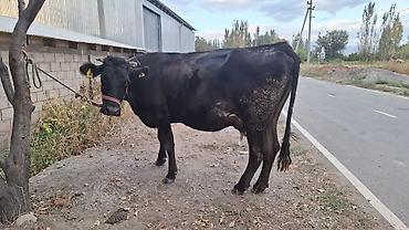 продается кашара: Продаю | Корова (самка) — 1