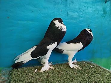 Göyərçinlər: Satilir pomeran Dutular 2 Cut Var cutu 120 Manatdi Bir cut Ag Qara Var — 15