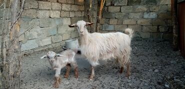 cəpişlər: Dişi, Alpine, il: 1, Damazlıq, Ünvandan götürmə