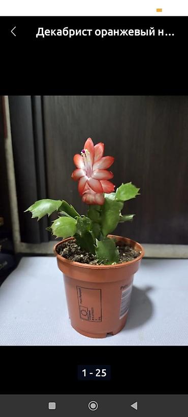 Декабристы: Декабристы (Schlumbergera) в горшках. - Окраска цветков: белая (на — 3