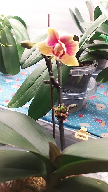 Другие комнатные растения: Продаю цветы — 9