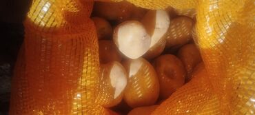 цена картошки в бишкеке: Продается картофель сорта "Актрис"2022года есть семенная и крупная или