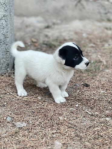 собака шпиц цена: Кучукторго уй керек🐶🐼
Бишкек Новопавловка — 1