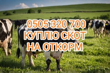 товары для лошадей: Куплю | Коровы, быки, Лошади, кони | На откорм, Откормленные