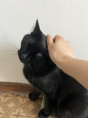 Отдам даром кошку: Кошка даром: Беспородная, 1 год, Мальчик, Приучена к лотку