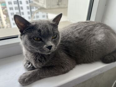 бенгальская кошка: Шотландская кошка 2 года чистая домашняя