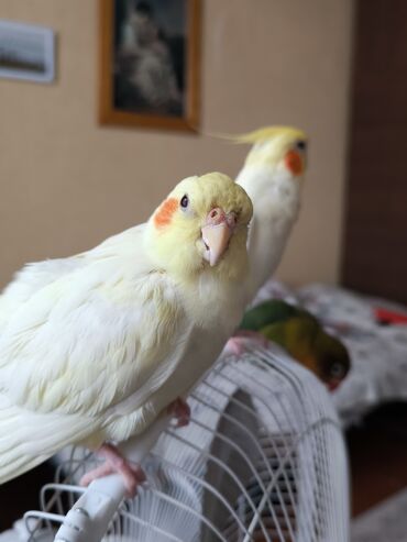 Птицы: Две милые кареллы (самец и самка ) оба любвеобильные,самец поет