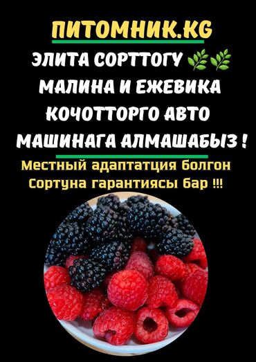 Фрукты и ягоды: Саженцы : Клубника, Малина, Ежевика, Самовывоз