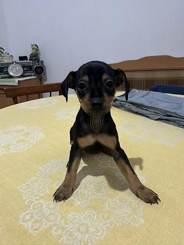 coban it: Miniatür pinçer — 1