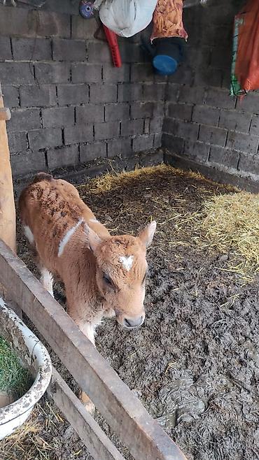 Коровы, быки: Продаю | Тёлка at lalafo.kg — 2 Коровы, быки: Продаю | Тёлка — 2