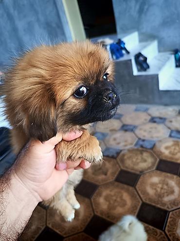 pitbul itləri: Pekines, 2 ay, Erkək, Peyvəndli, Ünvandan götürmə — 2