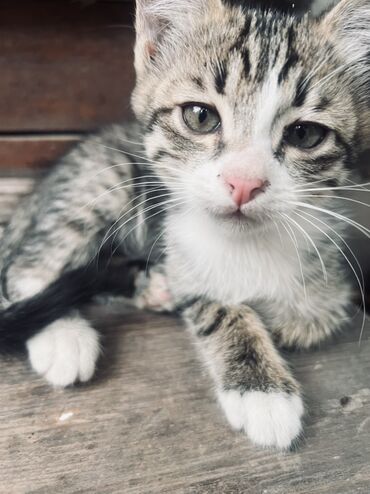 котята в добрые руки: Беспородная, 2 месяца, Мальчик, Приучена к лотку