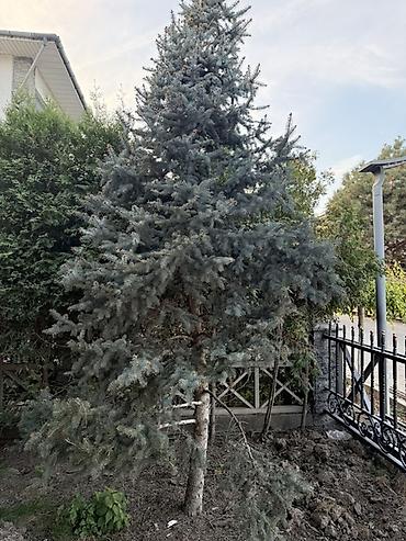 инжир саженец купить: Ель голубая НЕДОРОГО — крупномерные экземпляры для озеленения участка — 5