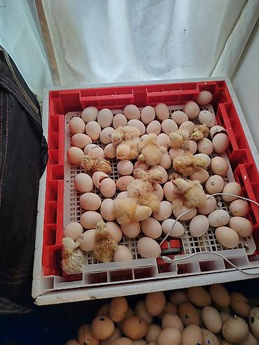 zəncirotu balı: Məhsul: Təmiz kənd təsərrüfatı yumurtaları və yeni çıxmış cücələr — 6