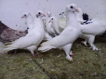 Göyərçinlər: Salam Aleykum qardaşlar 40 dene quşdu içində super uçan Quşlar var — 9