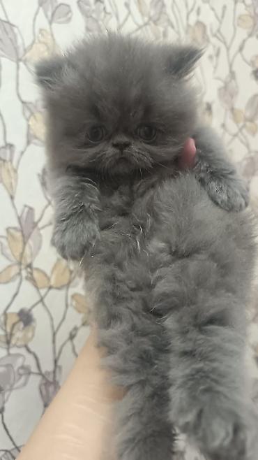 Pişiklər: Fars — 2