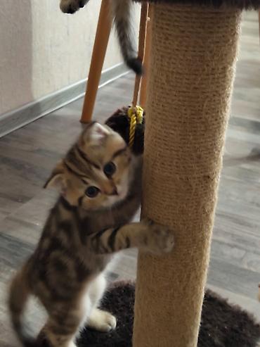 Pişiklər: Britan — 9