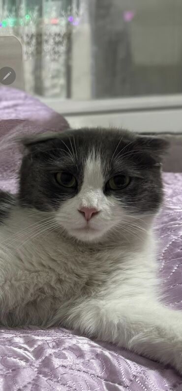 даром алабай: Отдам кастрированного кота приученого к лотку, умный и красивый