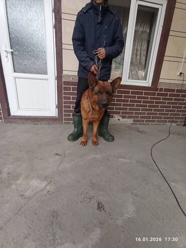 Продажа собак: Немецкая овчарка, кобель, экстерьер восточно-европейского/шоу-типа — 6