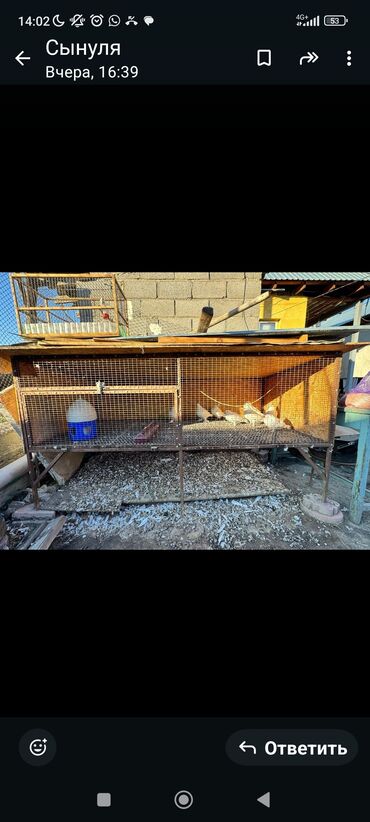 купить клетку для декоративного кролика бу: Продам хорошую металлическую клетку для брокеров, кроликов голубей!