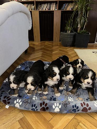 Psi: Štenci bernskog planinskog psa - Rasa: bernski planinski pas (Bernese — 11