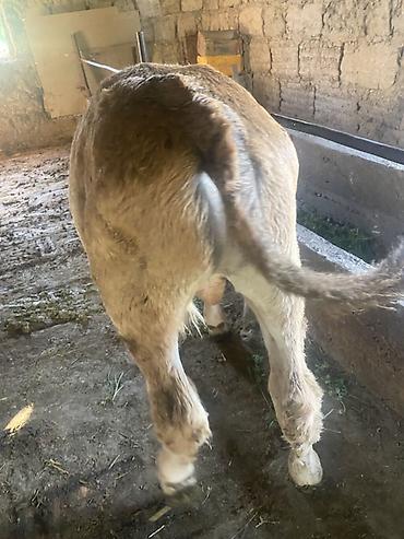 Коровы, быки: Продаю | Бык (самец) | Привязанные — 10